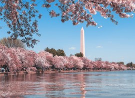 body of water near trees during daytime